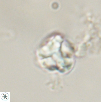 Karoulimorfi asynithis 56103