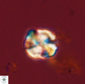 Karoulimorfi asynithis 56114