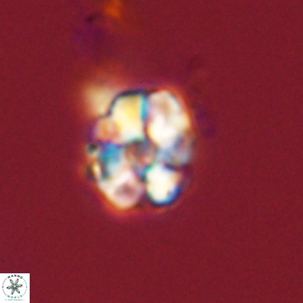 Karoulimorfi asynithis 56115