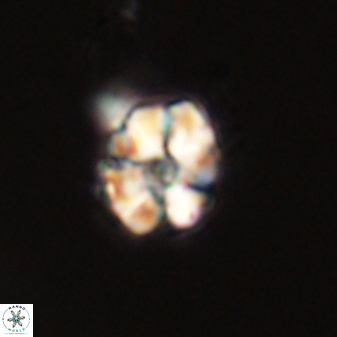 Karoulimorfi asynithis 56116