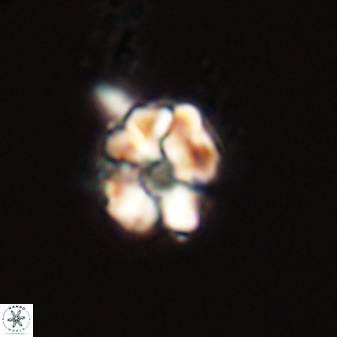 Karoulimorfi asynithis 56117