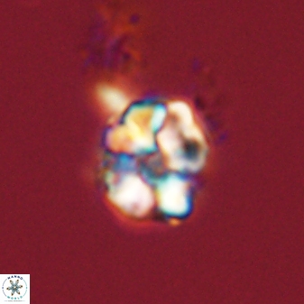 Karoulimorfi asynithis 56118