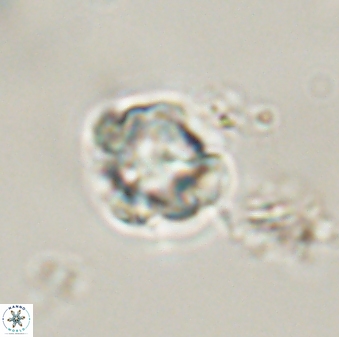 Karoulimorfi asynithis 56110