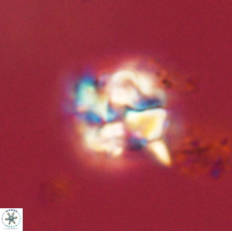 Karoulimorfi asynithis 56111