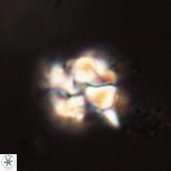 Karoulimorfi asynithis 56112