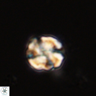 Karoulimorfi asynithis 56113