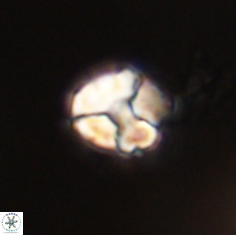 Karoulimorfi asynithis 56124