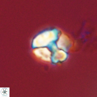 Karoulimorfi asynithis 56125