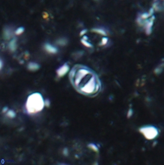 Konyaea minimus 1168