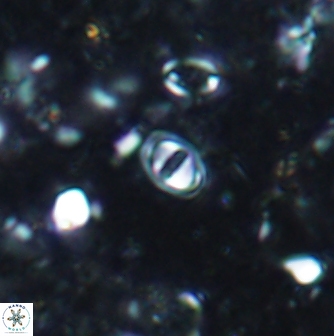 Konyaea minimus 1168
