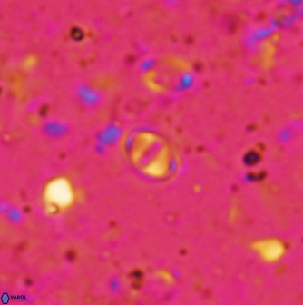 Konyaea minimus 1169