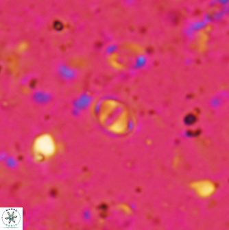 Konyaea minimus 1169