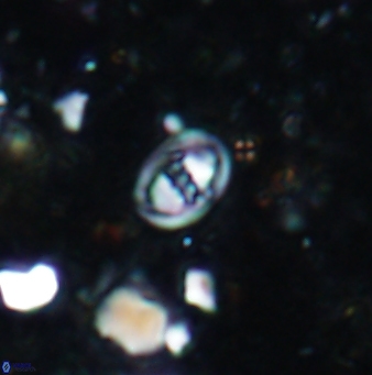 Konyaea minimus 1192