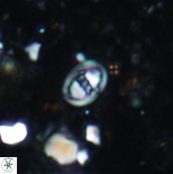 Konyaea minimus 1192