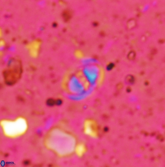 Konyaea minimus 1193