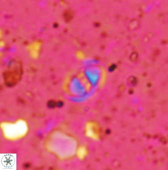 Konyaea minimus 1193
