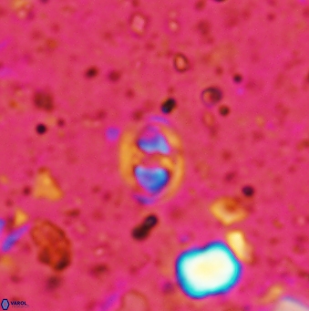 Konyaea minimus 1194