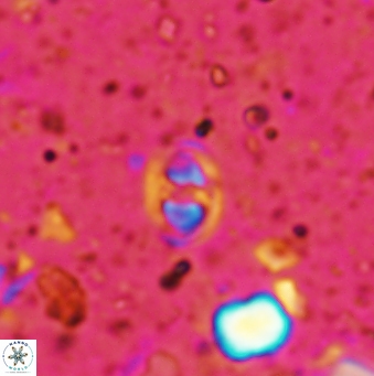 Konyaea minimus 1194