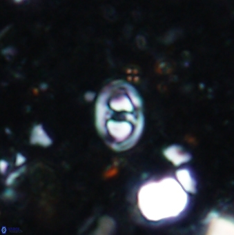 Konyaea minimus 1195