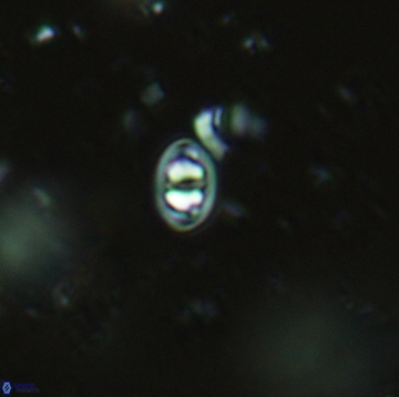 Konyaea minimus 5480