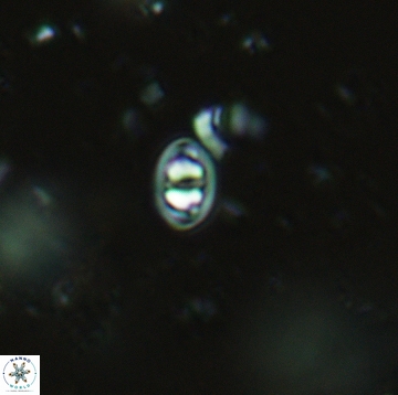 Konyaea minimus 5480