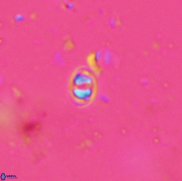 Konyaea minimus 5481