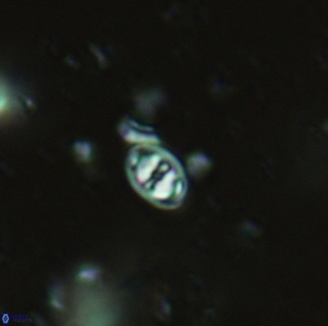 Konyaea minimus 5483