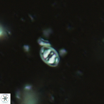 Konyaea minimus 5483