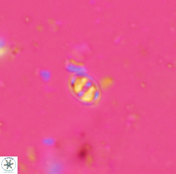 Konyaea minimus 5484