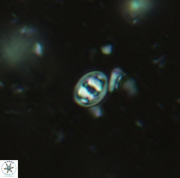 Konyaea minimus 5485
