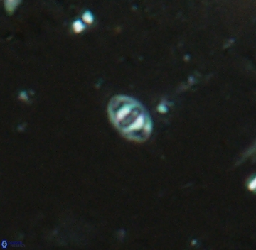 Konyaea minimus 5714