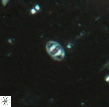 Konyaea minimus 5714