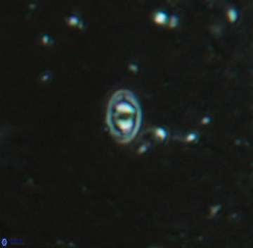 Konyaea minimus 5716