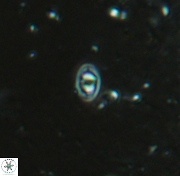 Konyaea minimus 5716