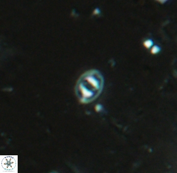 Konyaea minimus 5718