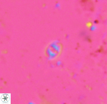 Konyaea minimus 5719