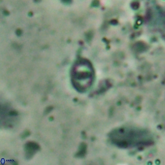 Konyaea minimus 5720