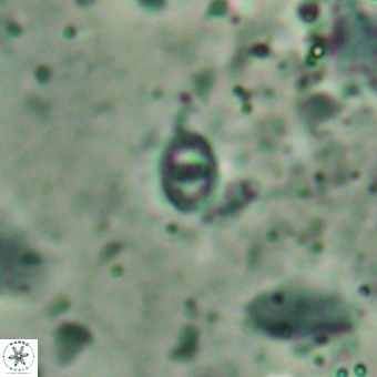 Konyaea minimus 5720