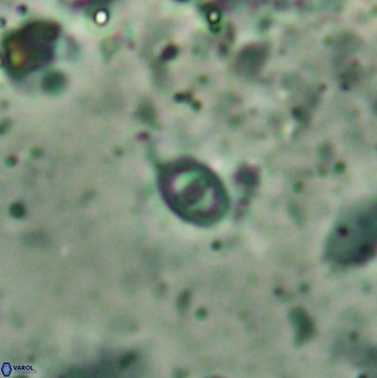 Konyaea minimus 5721