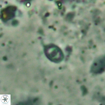 Konyaea minimus 5721