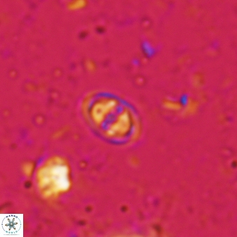 Konyaea minimus 766