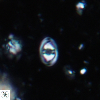 Konyaea minimus 763