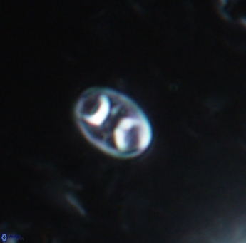 Konyaea biclavatus 1741