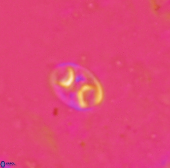 Konyaea biclavatus 1742