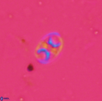 Konyaea biclavatus 1746