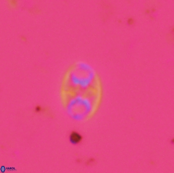 Konyaea biclavatus 1748