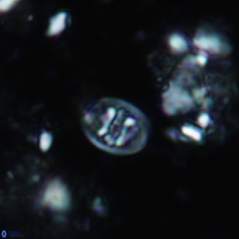 Konyaea biclavatus 804