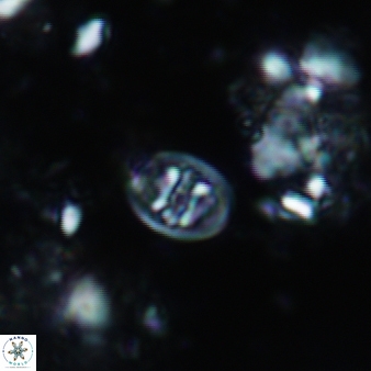 Konyaea biclavatus 804