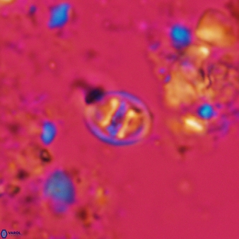 Konyaea biclavatus 805