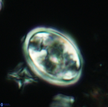 Konyaea lamperos 3178